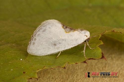 Cilix hispanica
