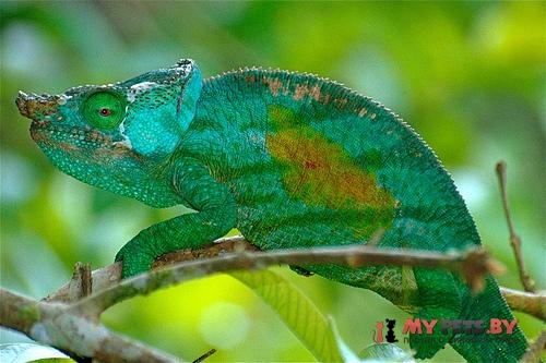 Calumma parsonii