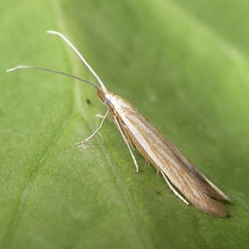 Coleophora lineolea