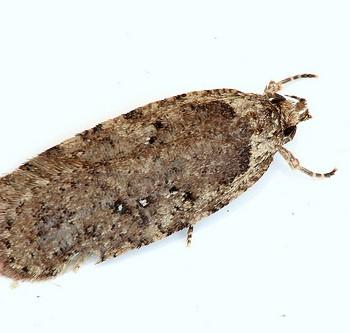 Agonopterix heracliana