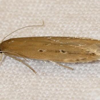 Limnaecia phragmitella
