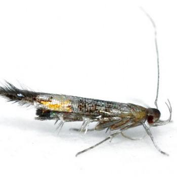 Cosmopterix attenuatella