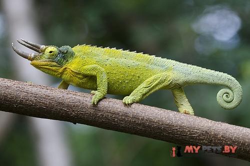 Trioceros jacksonii
