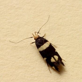 Macrobathra nomaea