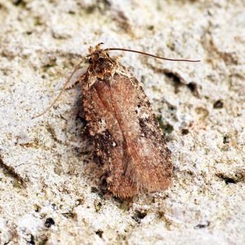 Agonopterix purpurea