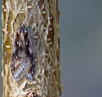 Semioscopis oculella