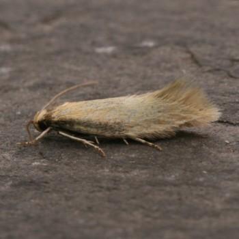 Elachista subalbidella