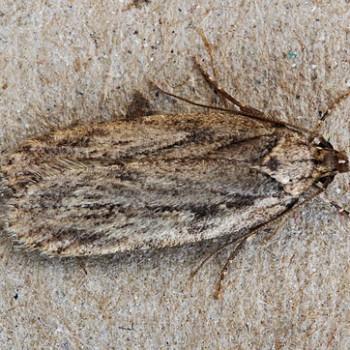 Depressaria radiella