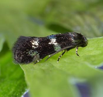 Elachista gleichenella