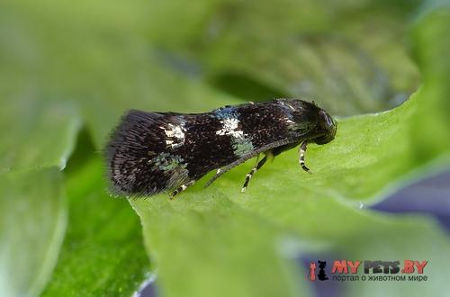 Elachista gleichenella