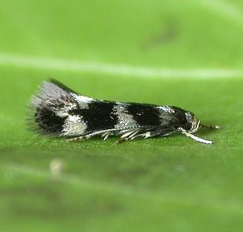 Elachista apicipunctella