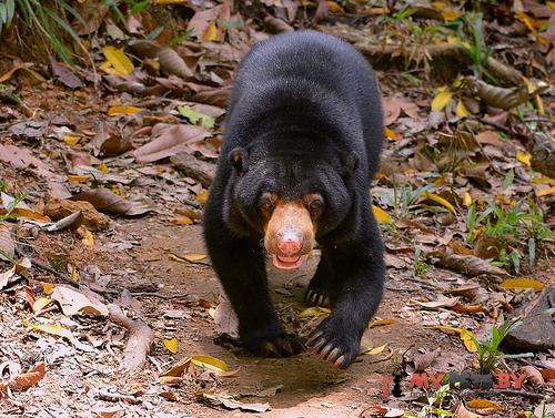 Малайский медведь