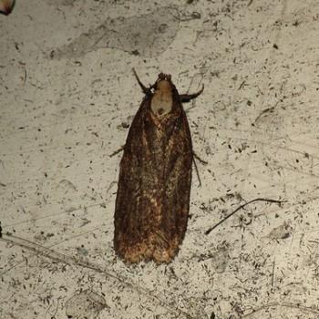 Depressaria emeritella