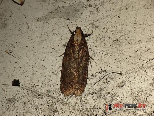 Depressaria emeritella