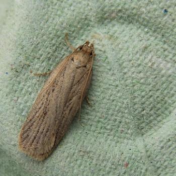 Depressaria daucella