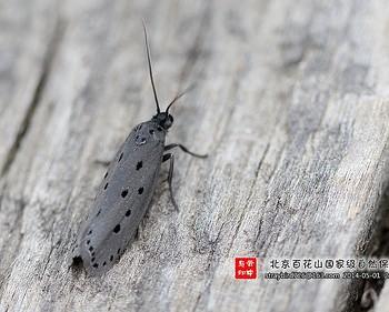 Ethmia nigripedella