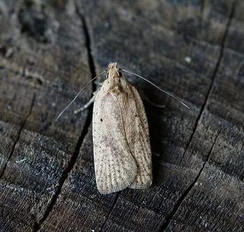 Agonopterix assimilella