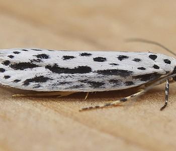 Ethmia zelleriella