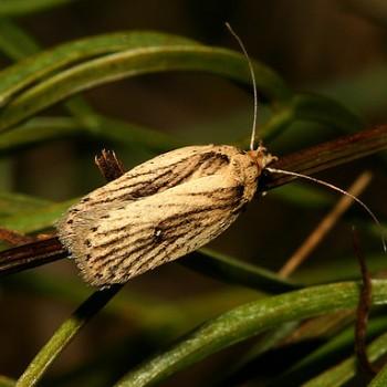 Agonopterix putridella
