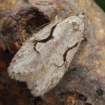 Semioscopis packardella