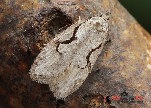 Semioscopis packardella