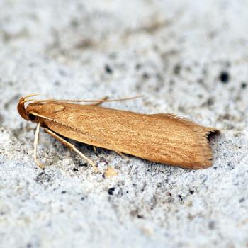 Helcystogramma rufescens
