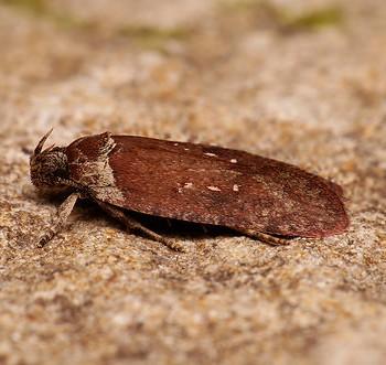 Agonopterix cnicella