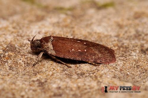 Agonopterix cnicella
