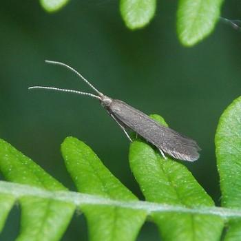 Coleophora coracipennella