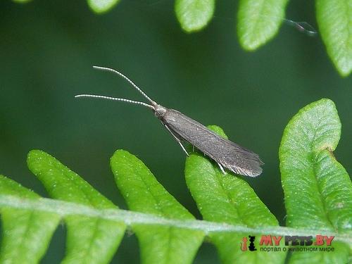 Coleophora coracipennella