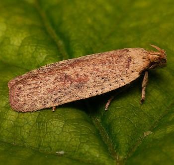 Agonopterix atomella