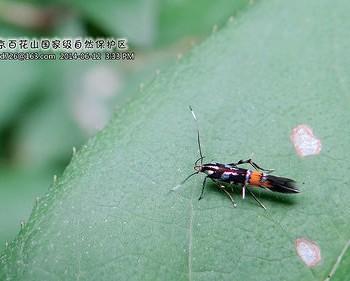 Cosmopterix argentitegulella