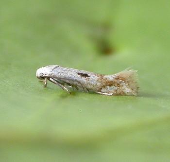 Elachista albidella