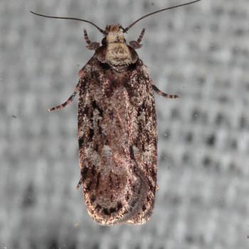 Depressaria pulcherrimella