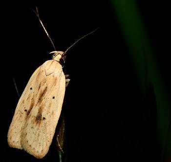 Agonopterix kaekeritziana