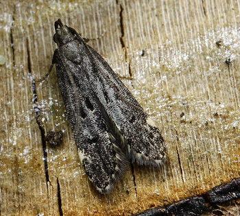 Dichomeris alacella
