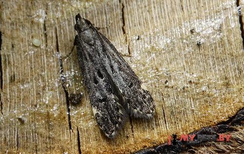 Dichomeris alacella
