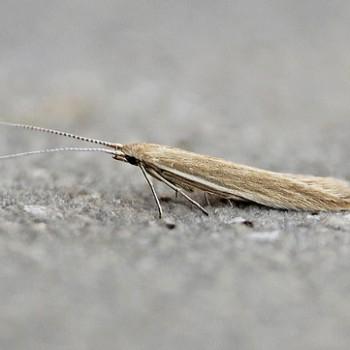 Coleophora glaucicolella