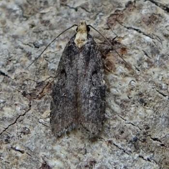 Depressaria douglasella
