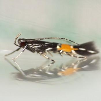 Cosmopterix crassicervicella