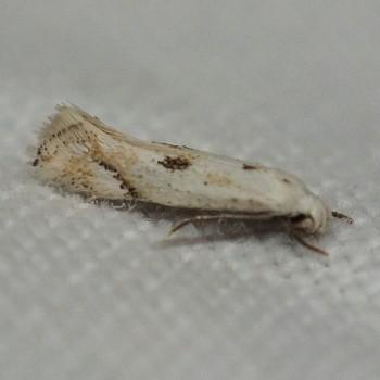 Elachista contaminatella