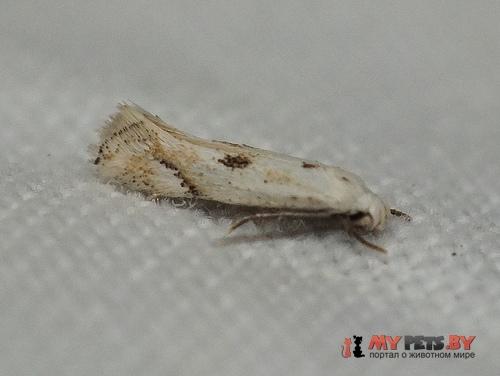Elachista contaminatella