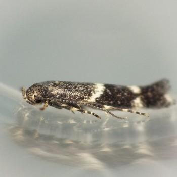 Elachista freyerella