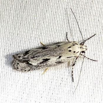 Ethmia discostrigella
