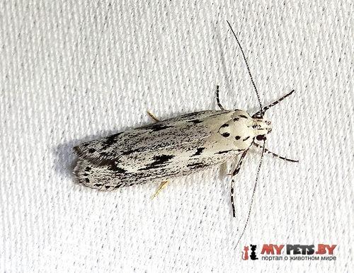 Ethmia discostrigella