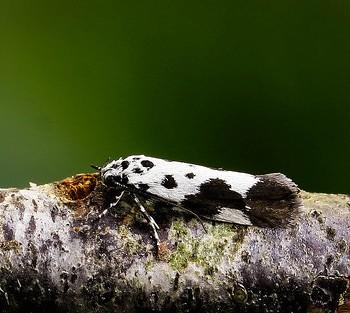 Ethmia quadrillella