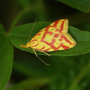 Hypercallia citrinalis