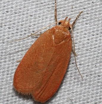 Himmacia huachucella