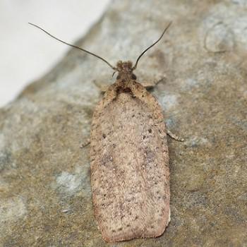 Agonopterix scopariella