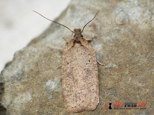 Agonopterix scopariella